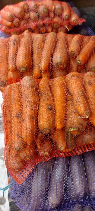 Продам моркву буряк цибулю картоплю капусту