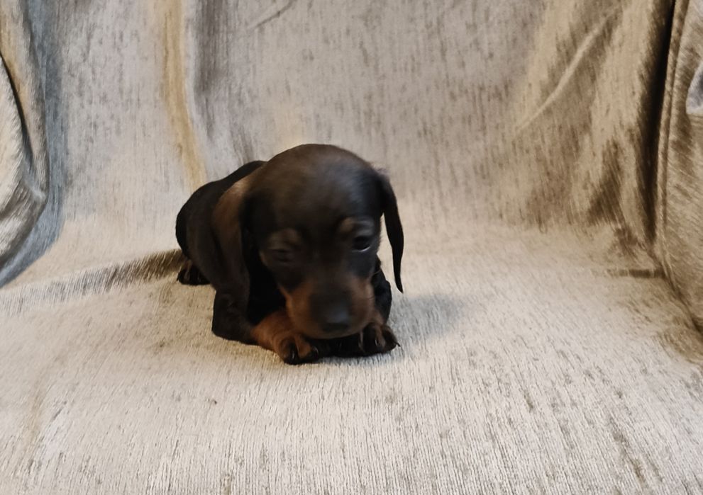 Jamnik krótkowłosy suczka (miniatura) Ur. 01.10.2025