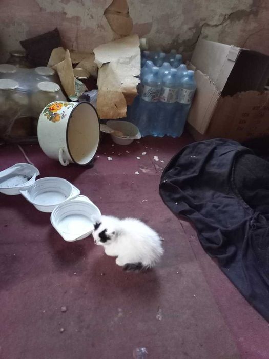 Очень красивые котята