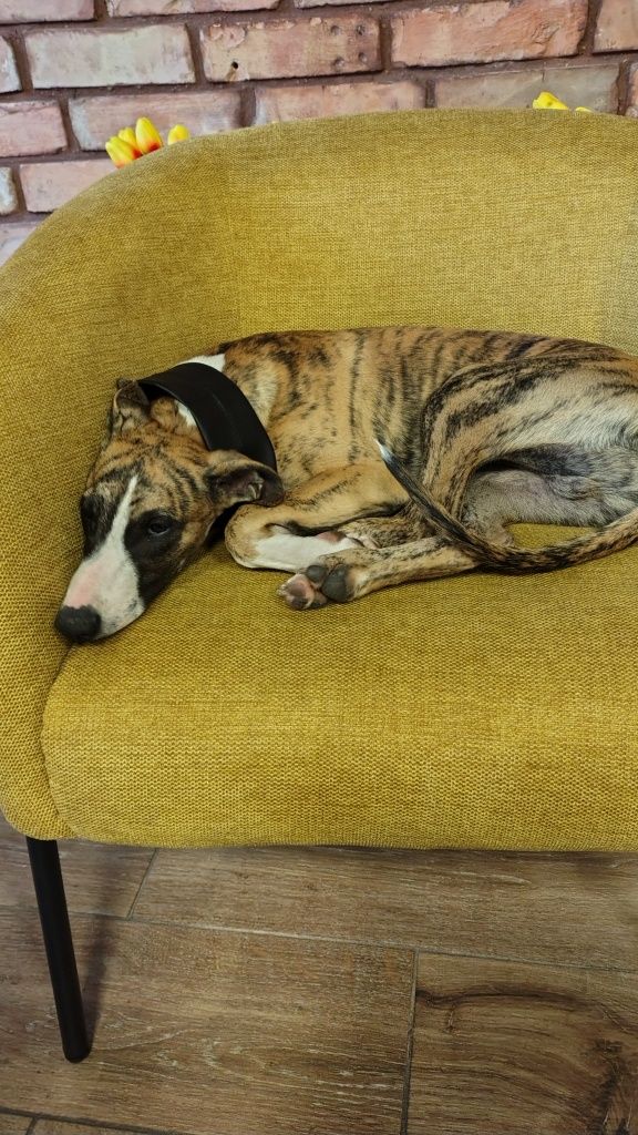 Chart angielski whippet FCI