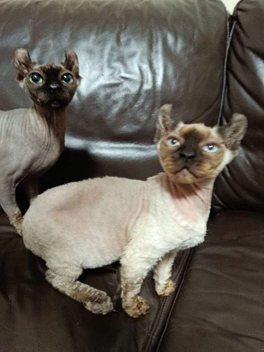 Шикарная девочка эльфийка.