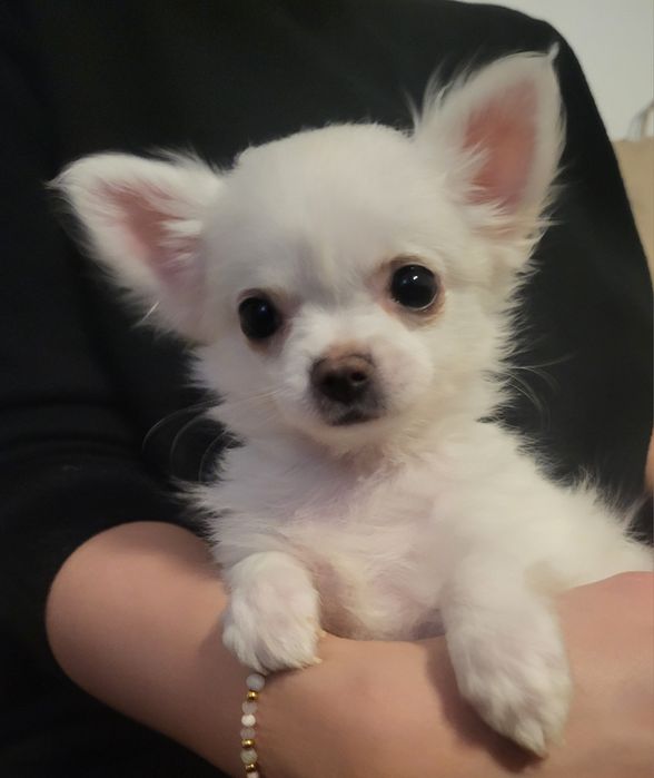 Chihuahua długowłoy piesek ZKwP FCI