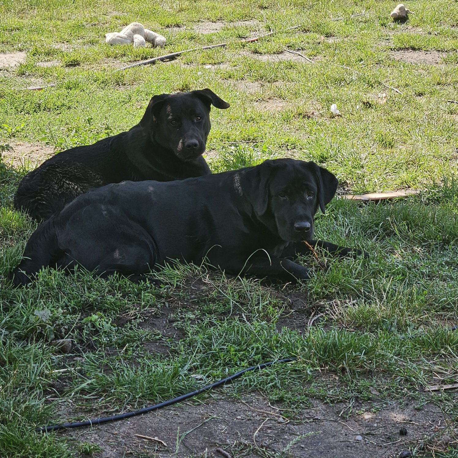 Pelvis cudowny szczeniak w typie labradora szuka domu