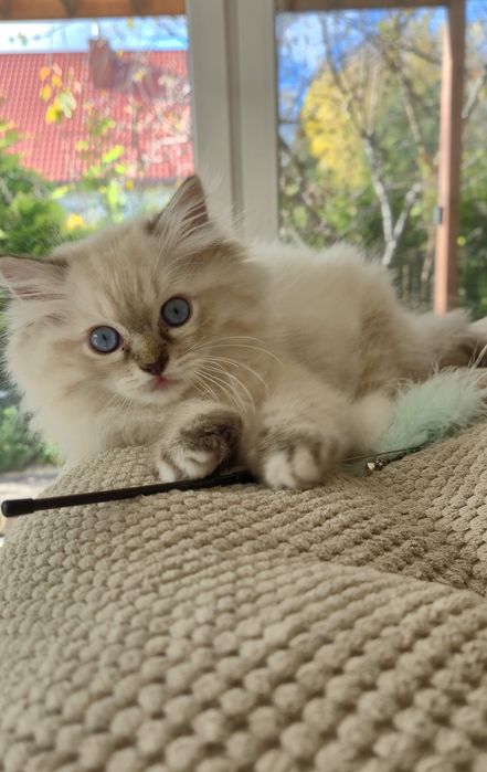 Kocurek rasy Ragdoll Andy -  rodowód FPL