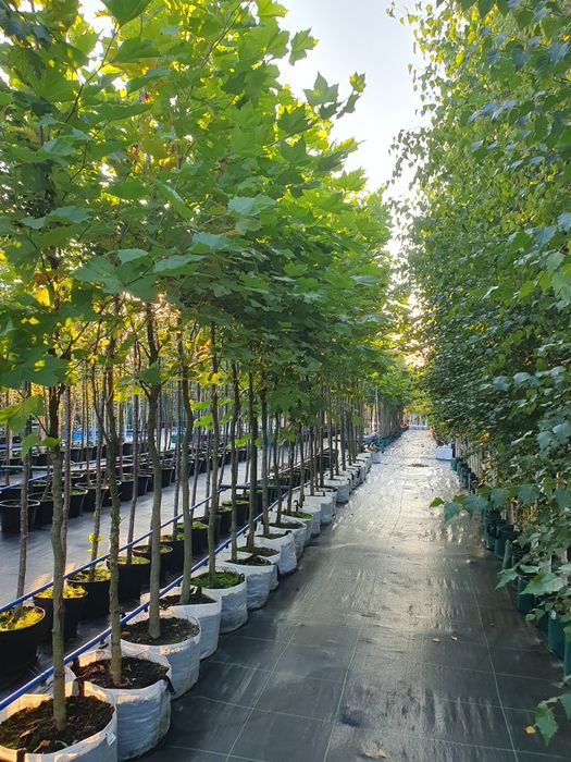 Drzewa alejowe- brzoza, platan, dąb, grab, klon, robinia, jarząb i inn