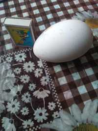 Яйцо    гусиное на инкубацію