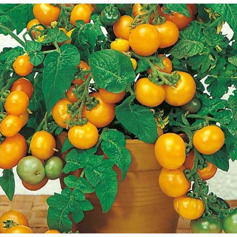 Насіння томатів для балкону /томаты на подоконнике