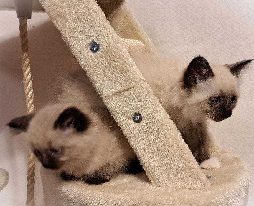 Kotka Neva Masquerade – czerwona obróżka, Oriana