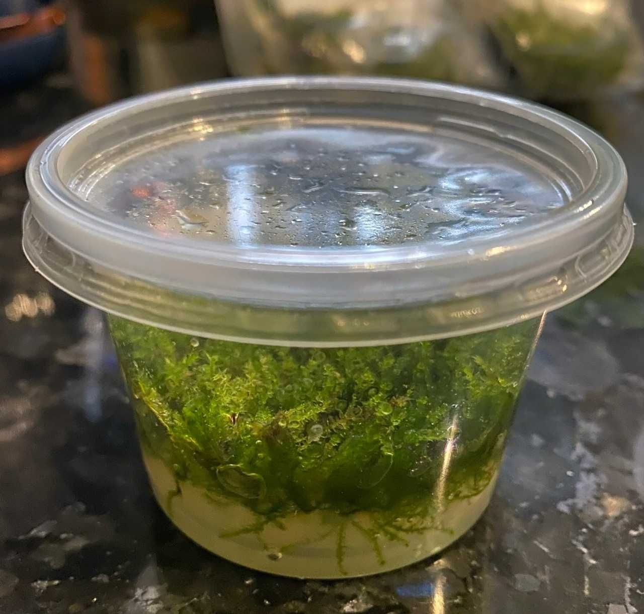 Mchy z in vitro - kubeczek