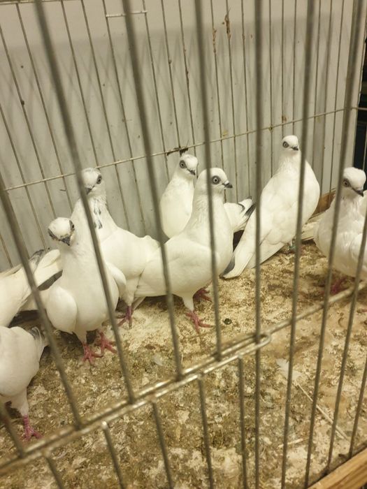 Gołębie ozdobne Winery