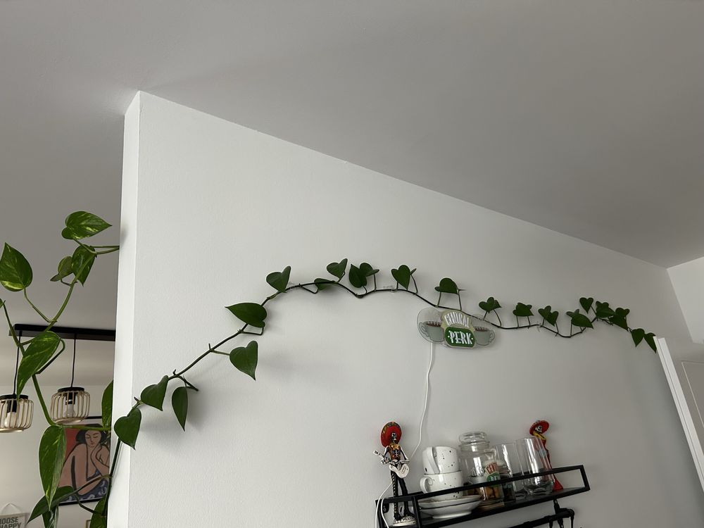 Kwiat Epipremnum aureum scindapsus złoty bluszcz monstera