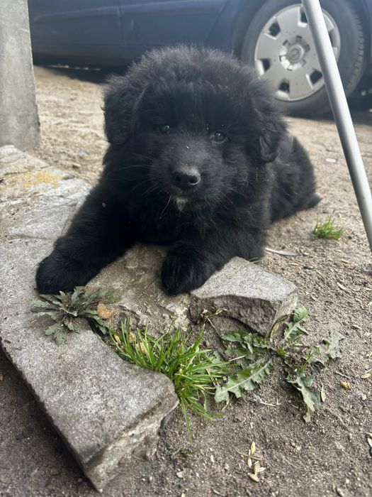 szczeniaki do adopcji