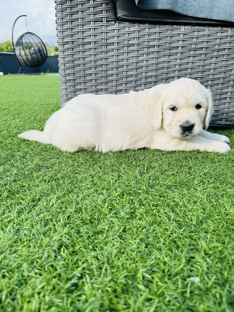 Golden Retriever menino