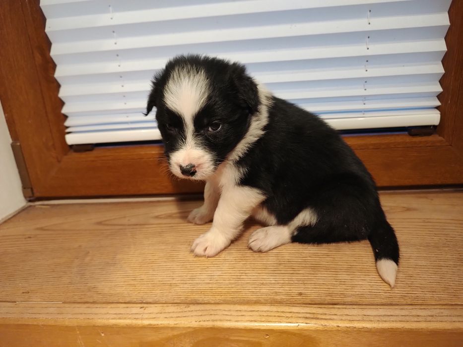 Suczka Border Collie