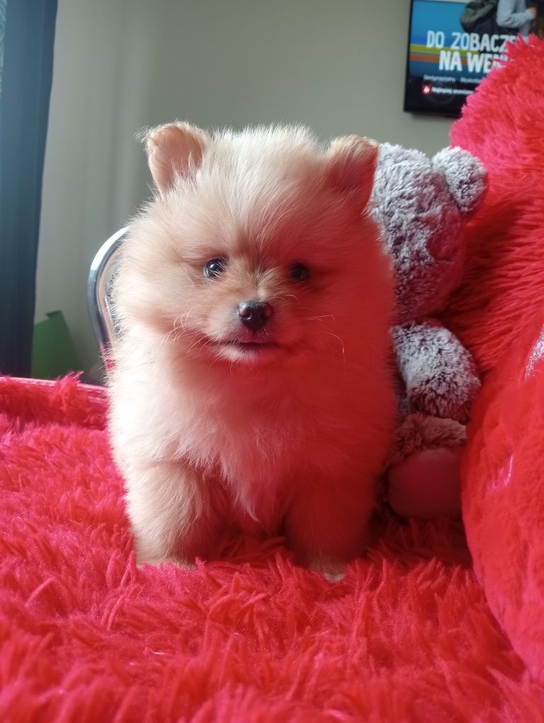 Piękny piesek szpic miniaturowy pomeranian