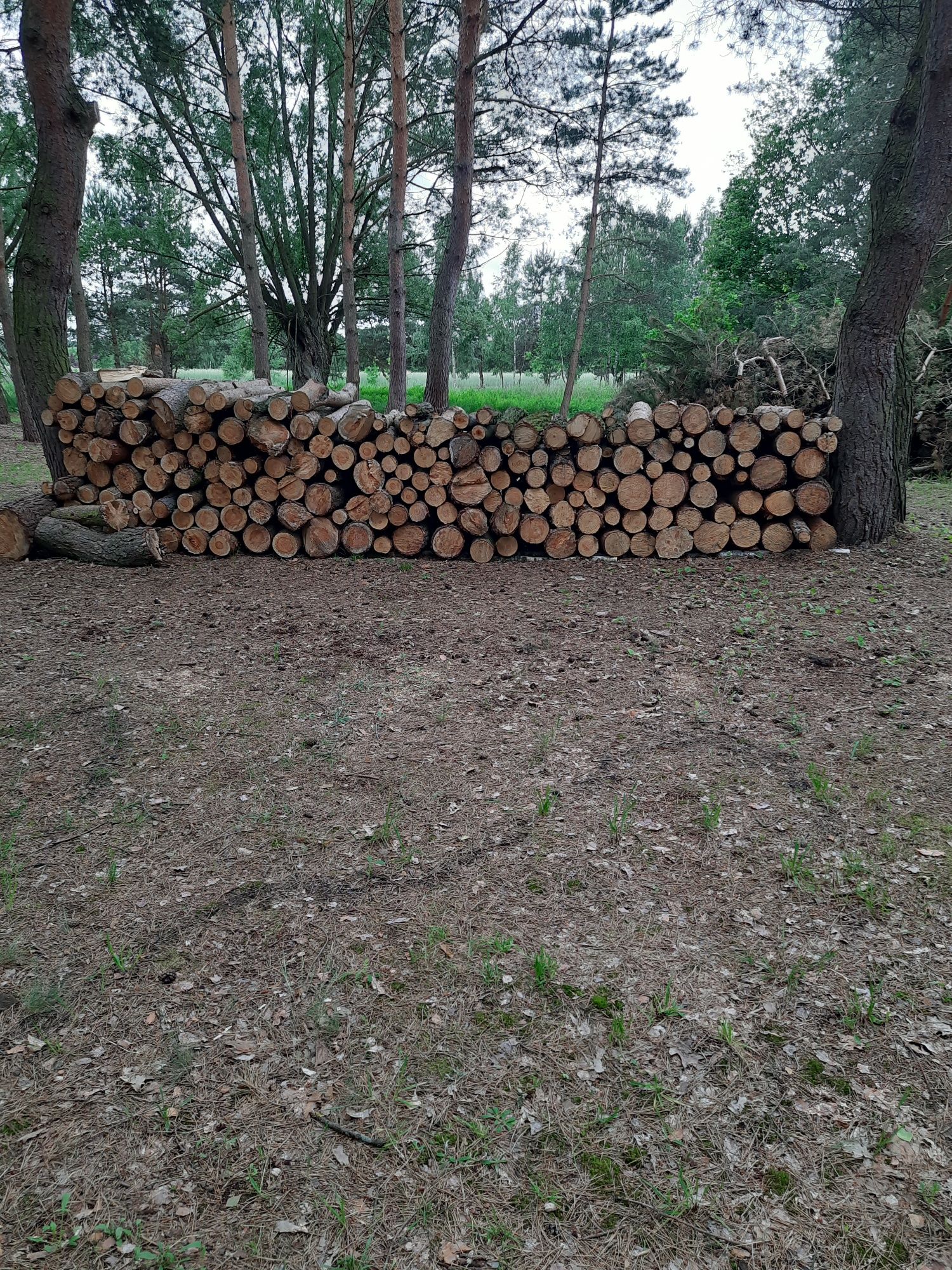 Drzewo sosnowe w walkach
