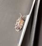Isopods dairy cow równonogi