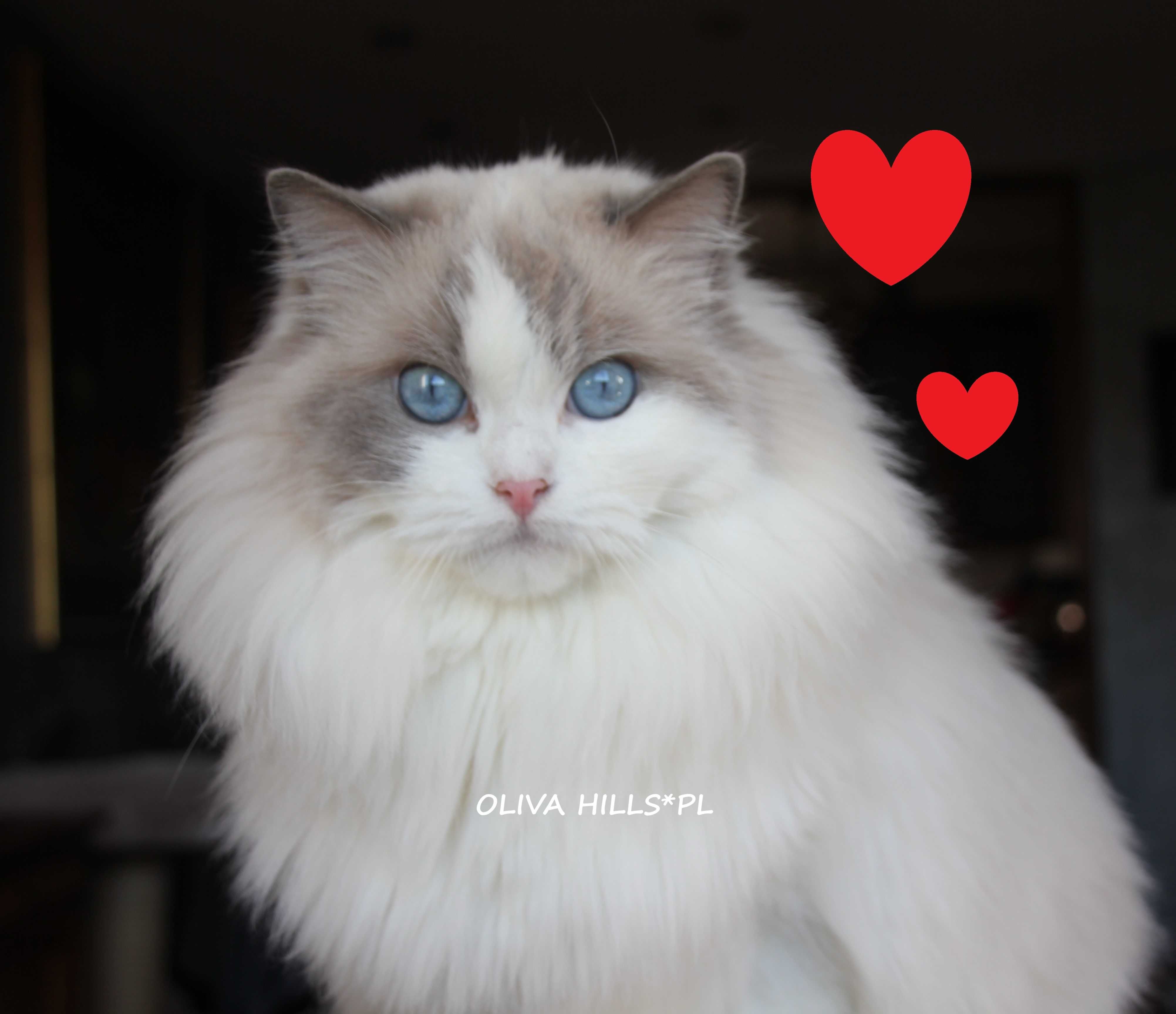 Śliczne Kocięta Ragdoll Gdańsk do odbioru w sierpniu