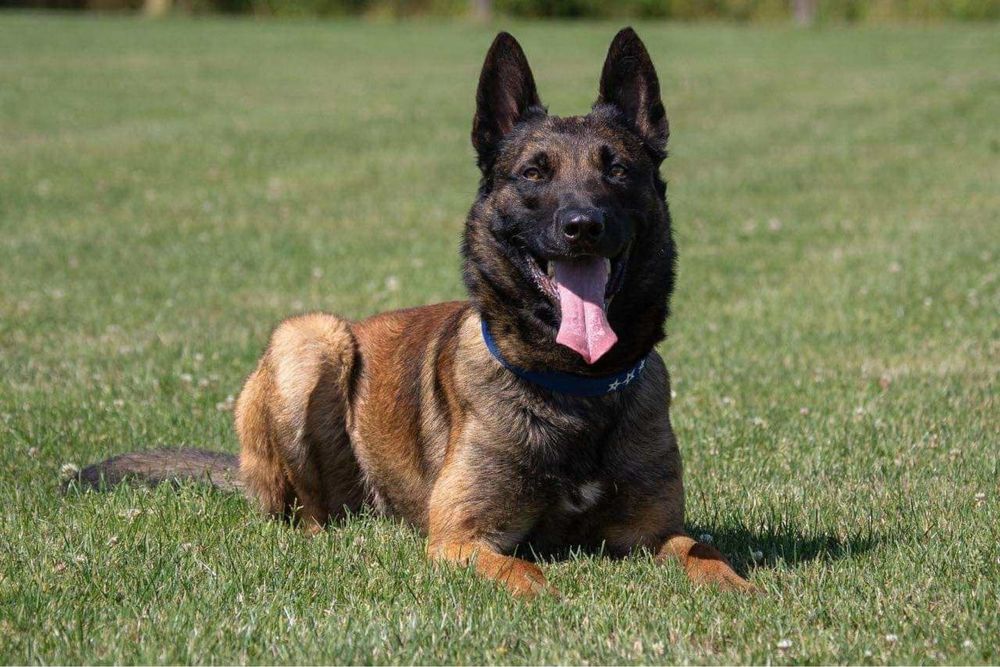 Owczarek belgijski malinois Canum Amicus FCI zapowiedz miotu