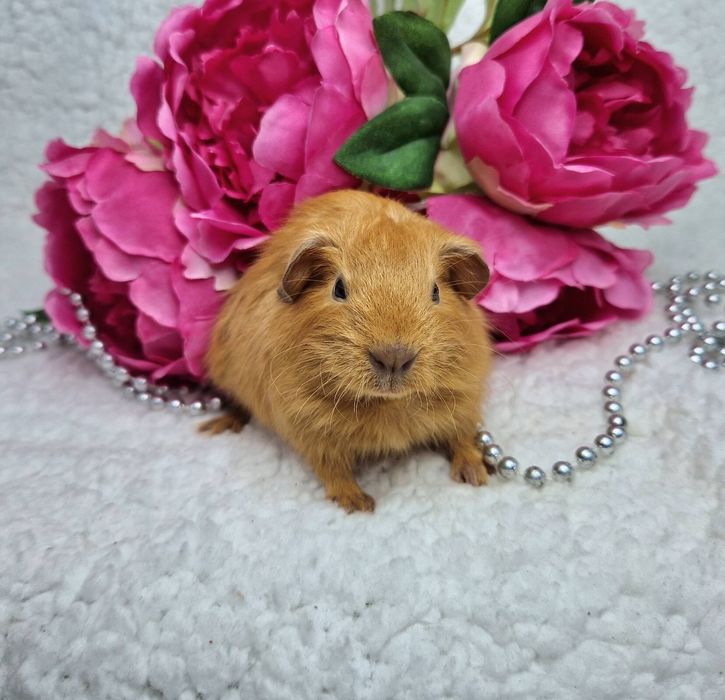 Морская свинка американская вислоухая,морские свинки