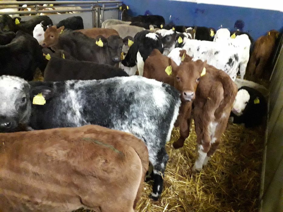 Cielęta byczki jałówki mięsne , mleczne