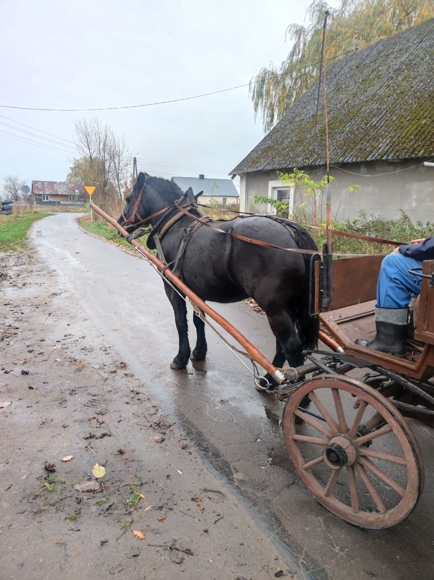 Sprzedam bryczkę klacz źrebak