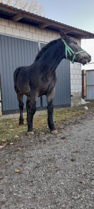 Zrebica zimnokrwista