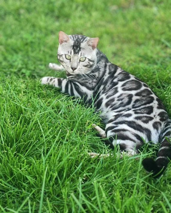 Bengal Silver — Elegância Selvagem Linhagem de elite | Vi'ana Cats