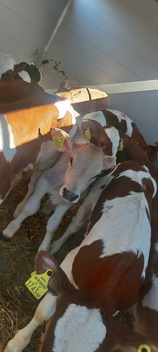 Byczki jałoszki cielaki sprzedam