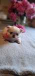 Chihuahua cudny piesek