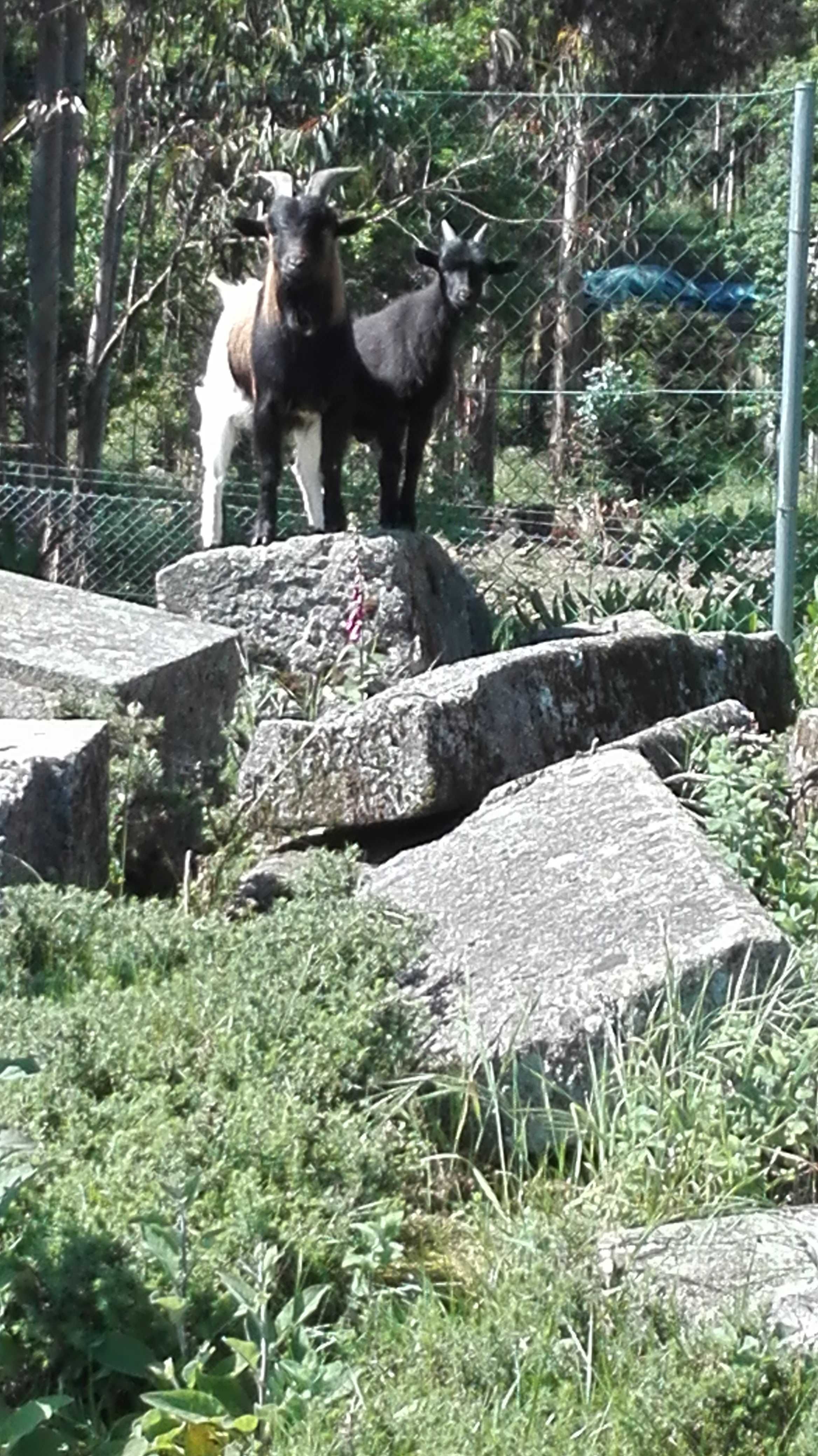 Vendo Cabras Anãs