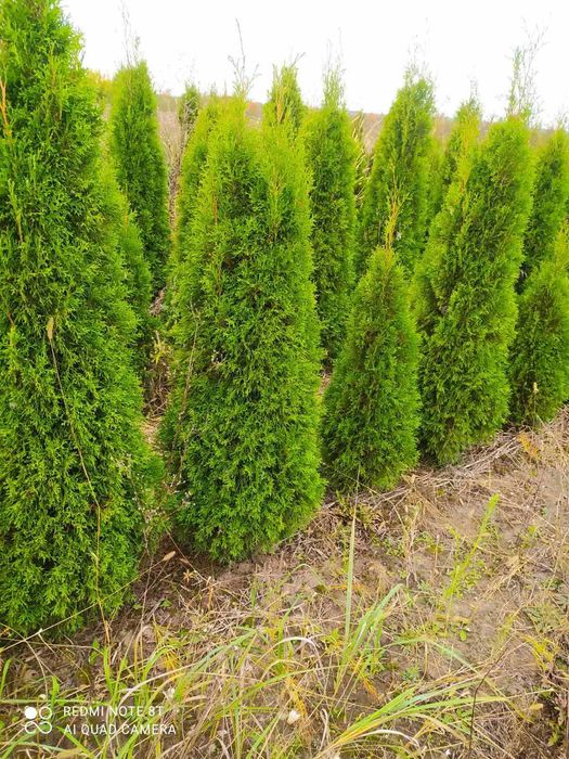 Туя Смарагд оптом з поля - Кременчук, 1-1.2м. Власна доставка.