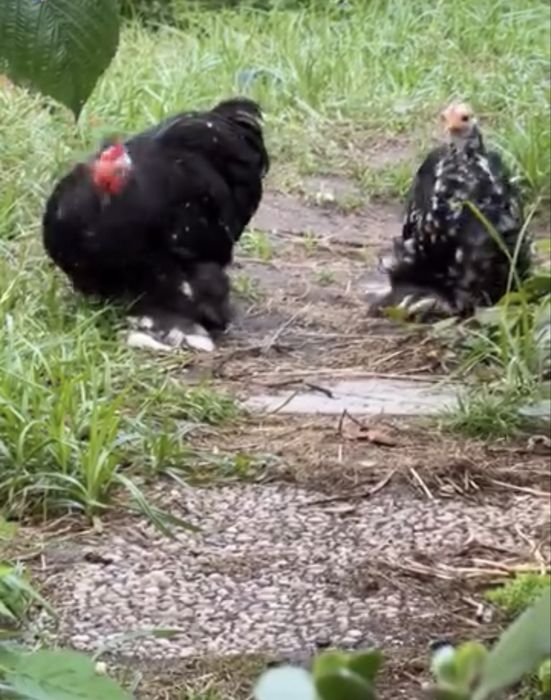 Casal Pekins Black Mottled