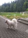 Samoyed samojed Związek Kynologiczny FCI piesek