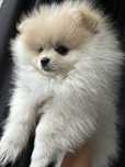 Suczka Pomeranian
