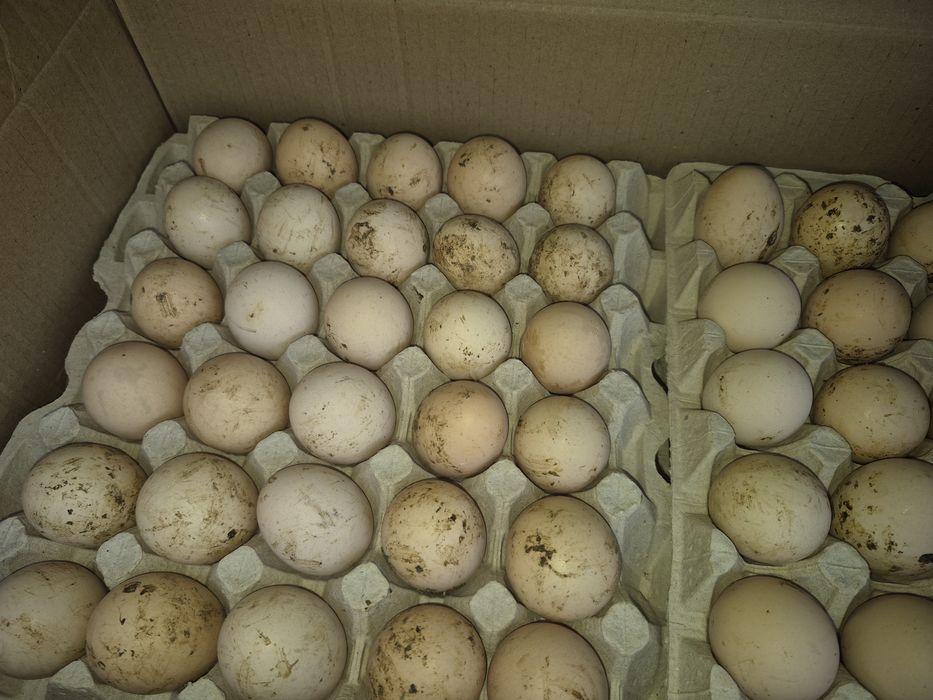 Продам яйцо оптом