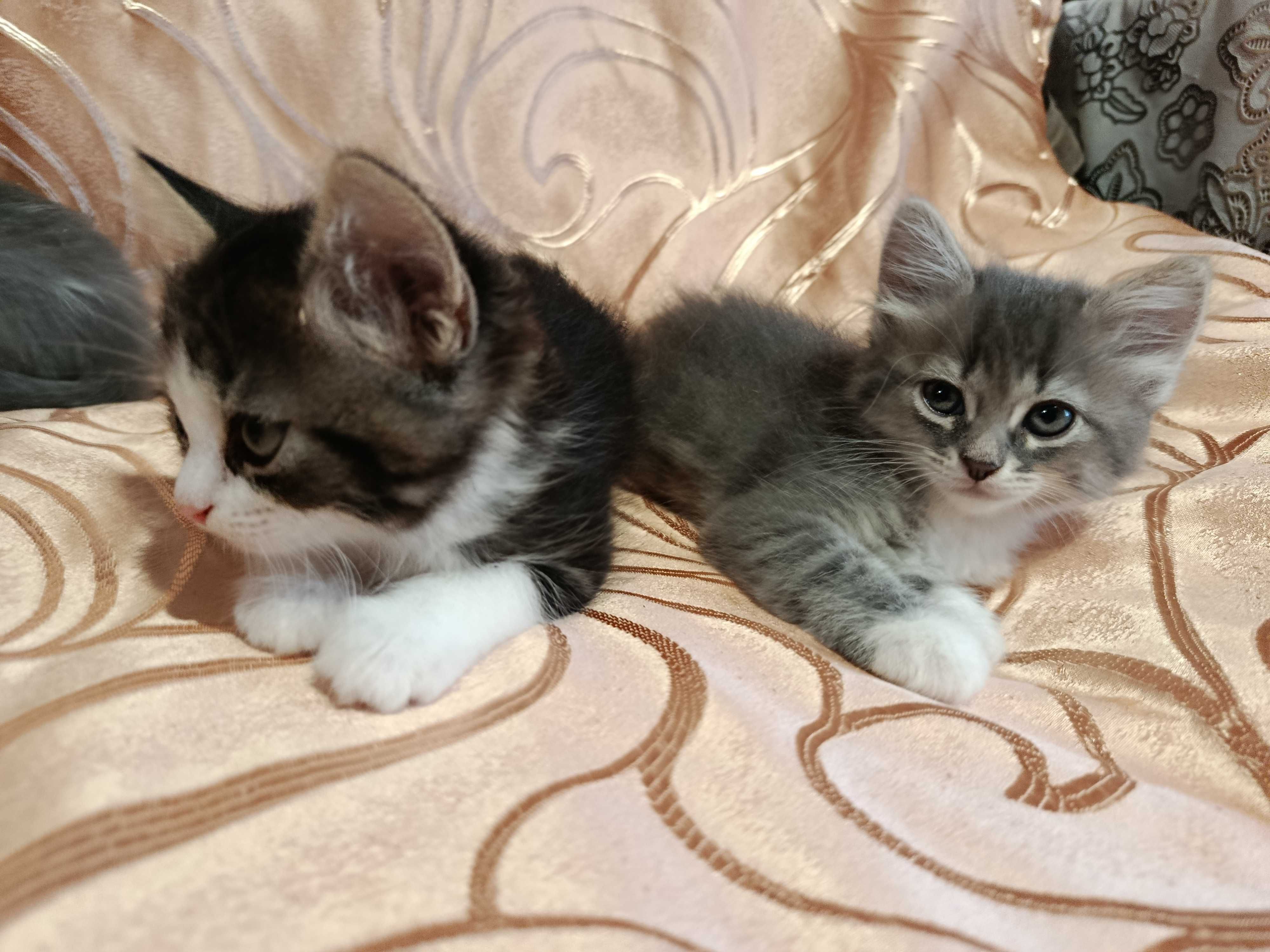 Кошенята в добрі руки