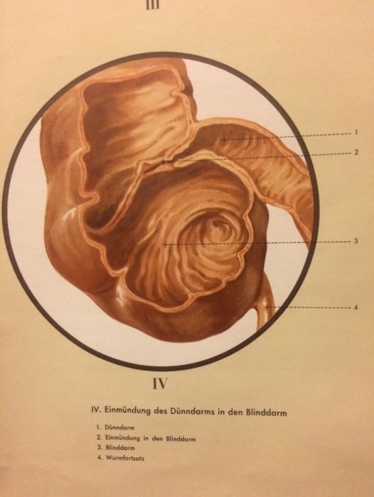 O sistema digestivo - cartaz de escola - Klett Verlag