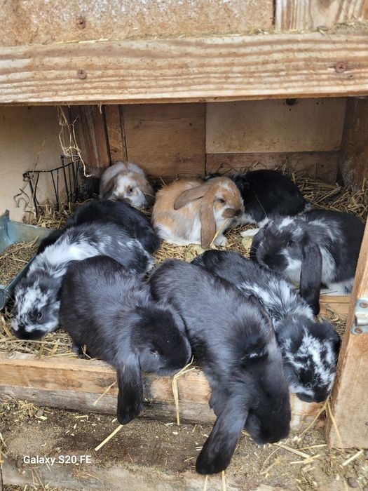 Króliki młode baran francuski