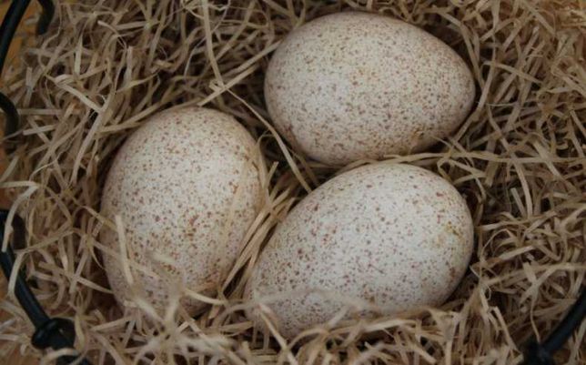 Продам інкубаційне яйце індюка білий широкогрудний Україна