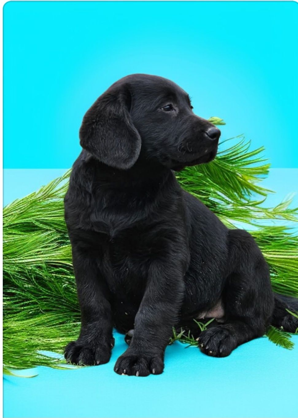 Labrador retriever
