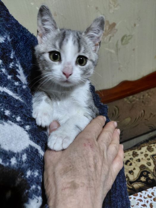 Кошеня шукає родину!