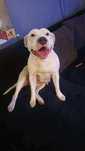ROKSI pies amstaff suczka adopcja