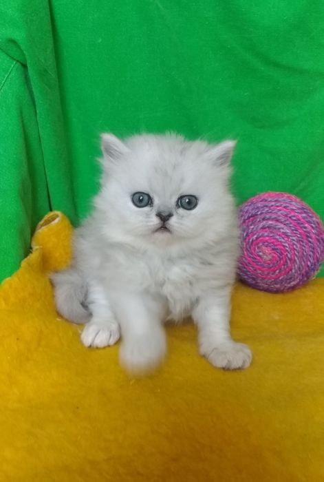 Серебристая шиншилла котята белые