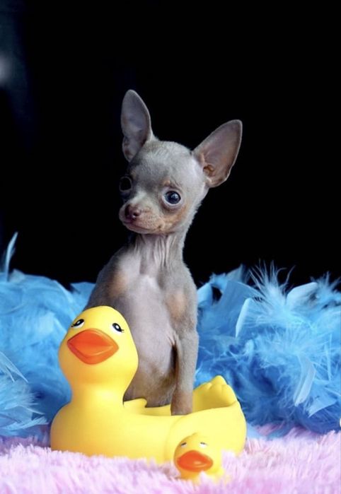 Шикарний карманний міні хлопчик той-терʼєр бебіфейс