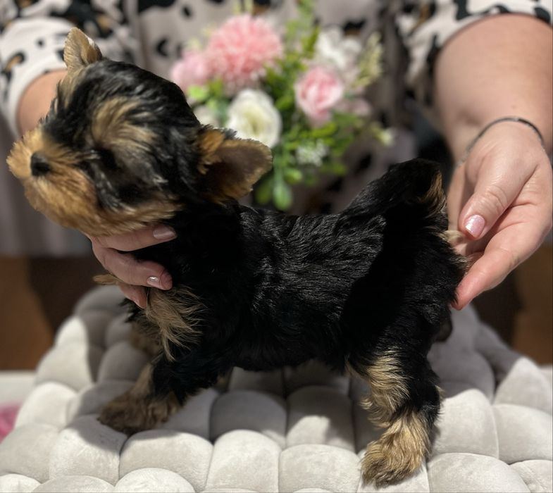Yorkshire terrier zkwp FCI piesek