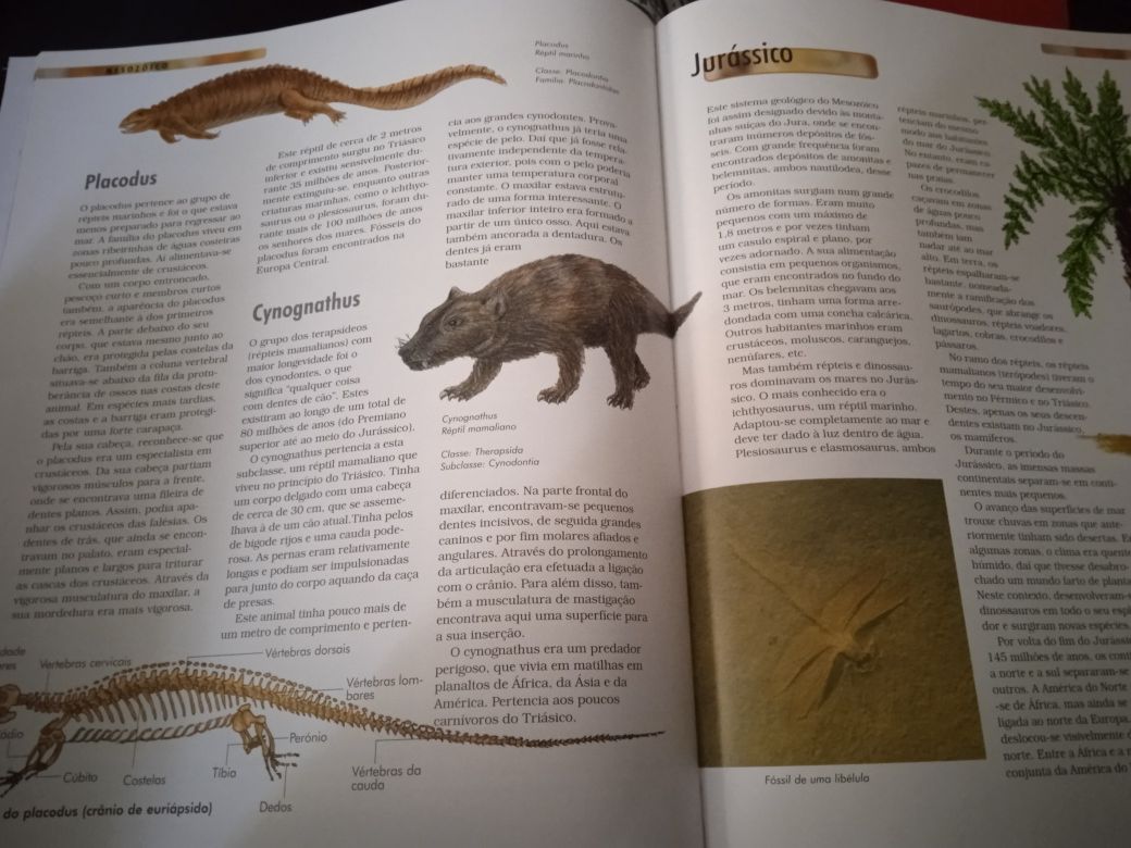 Livro Dinossauros