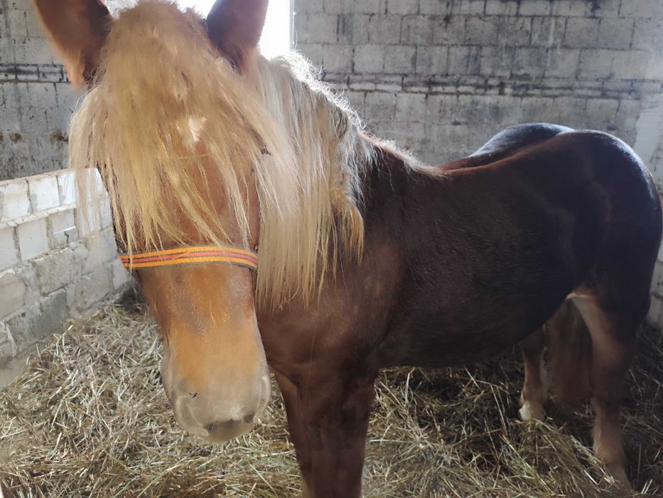 Klacz zimnokrwista typ sokólski