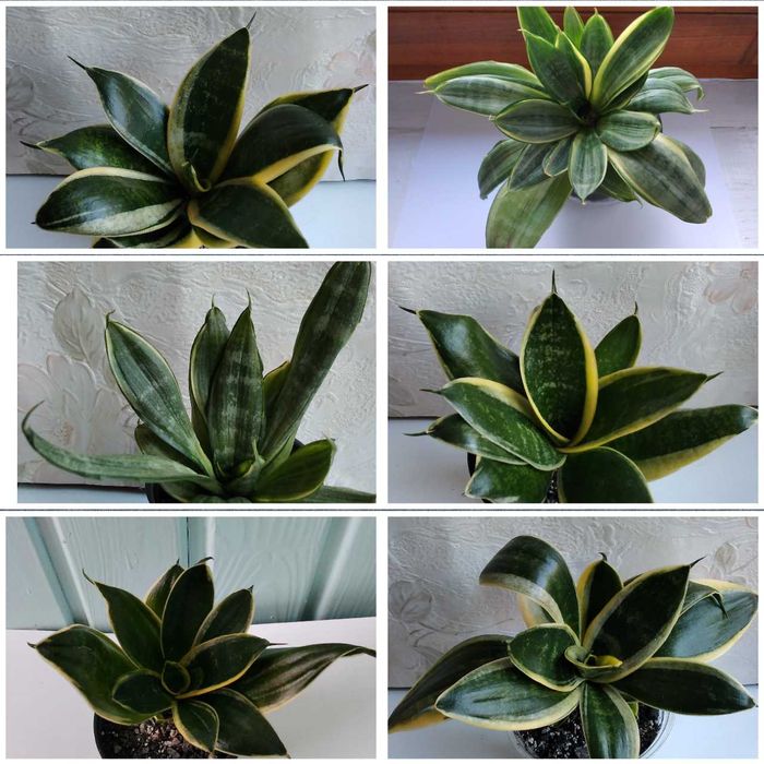 Сансевиерия ханни Marginata ханни Grey сансєвієрія