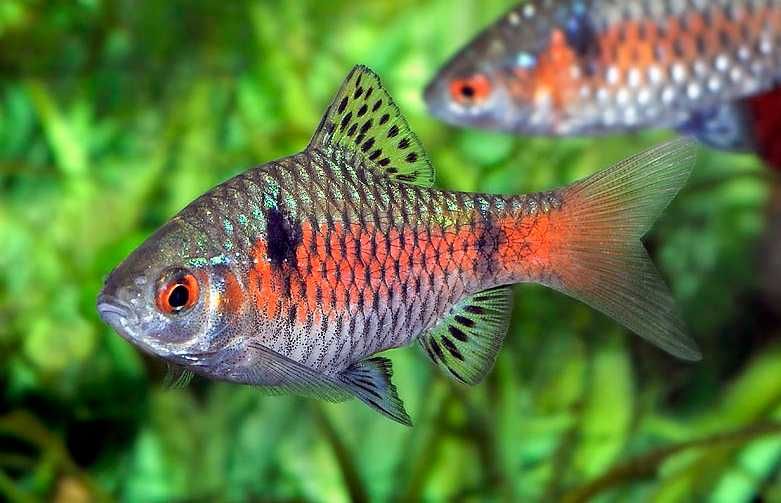 Brzanka odeska (Pethia padamya) WYSYŁKA AKWAWIN